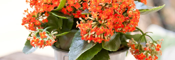 Blühende Pflanze im Topf